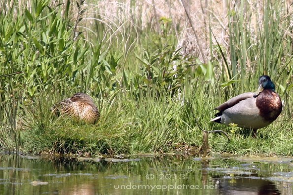 Nesting Mallards