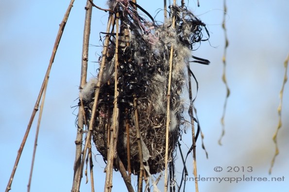 Oriole Nest