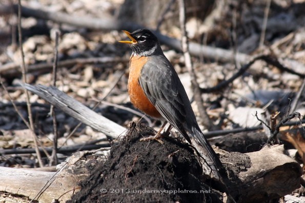 American Robin