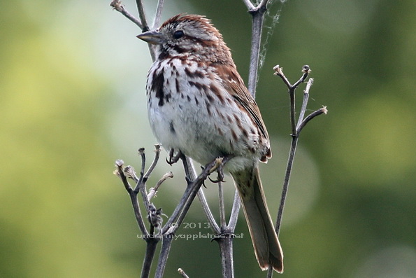 Song Sparrow