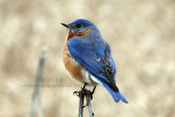 Bluebird_IMG_6471