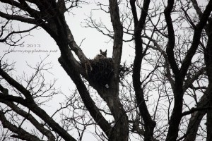 Great Horned Owl Nest