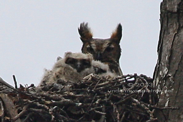 Great-horned Owl Nest