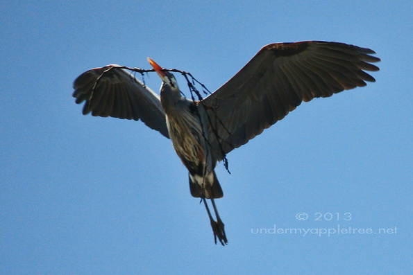 Great Blue Heron