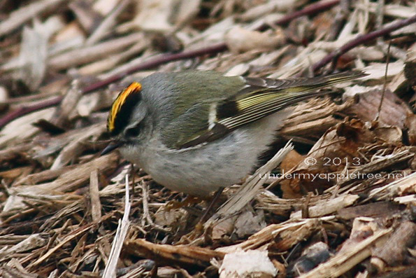 Golden-crowned Kinglet