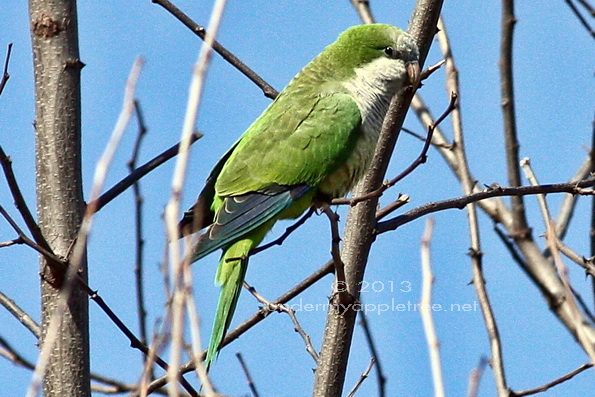 MonkParakee-sml_IMG_6283