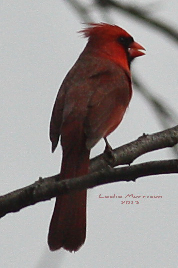 Northern Cardinal