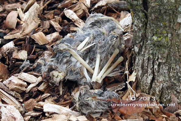 Owl Pellet
