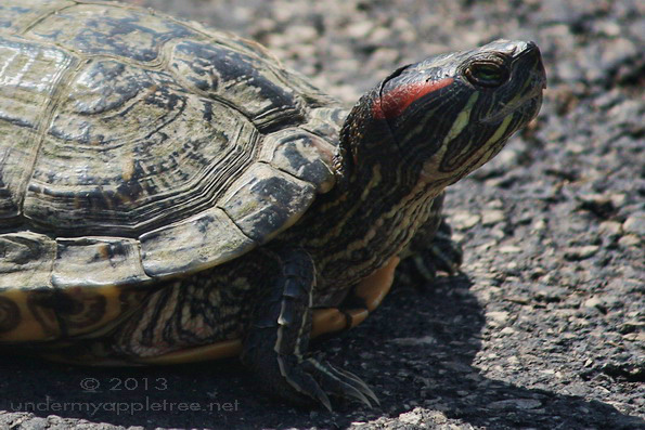 Painted Turtle