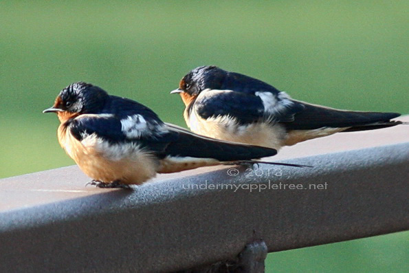 Barn Swallows