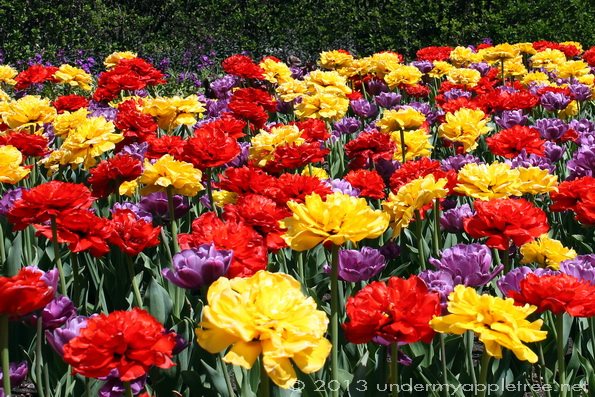Cantigny Gardens Tulips