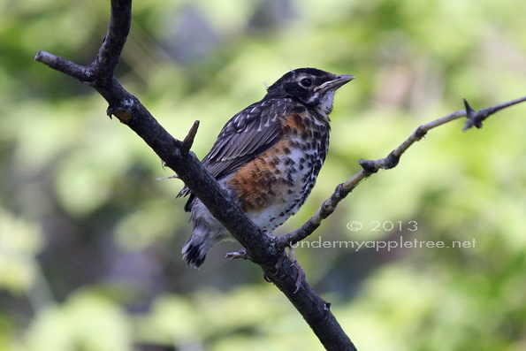 Fledgling Robin