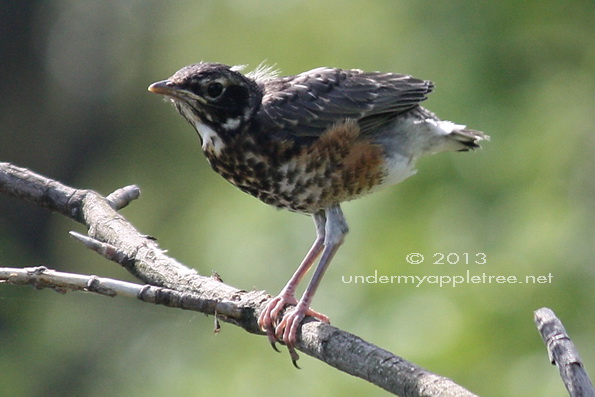 Fledgling Robin