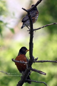 Fledgling Robin With Parent
