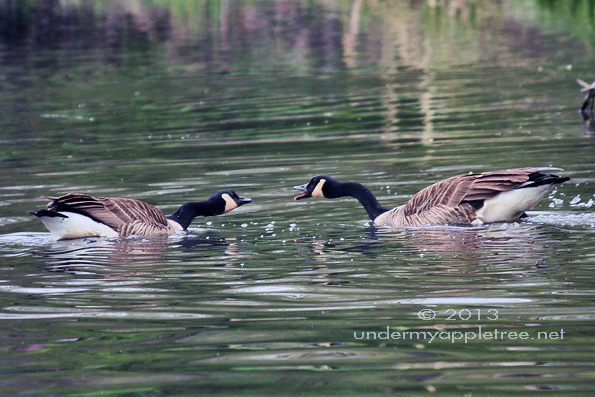 Canada Goose