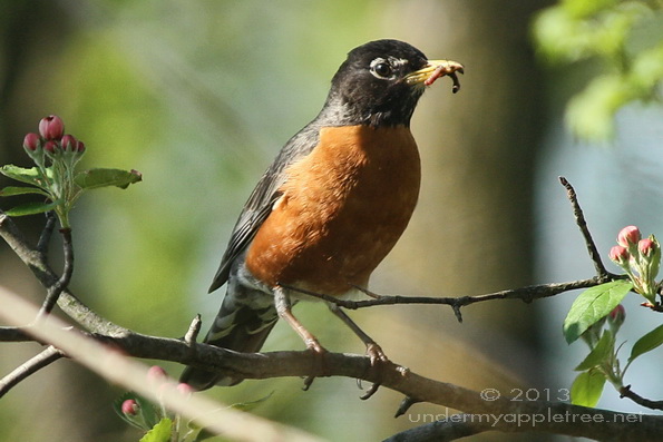 American Robin