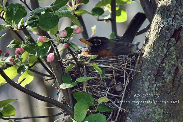 Robin on Nest