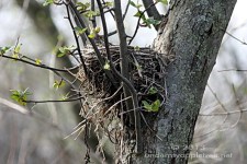 Nest