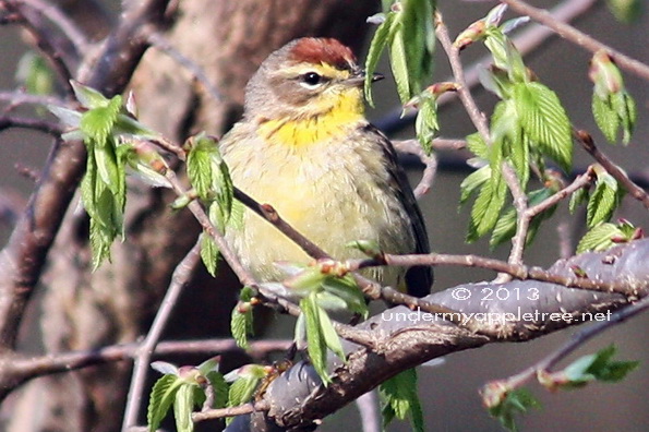 Palm Warbler