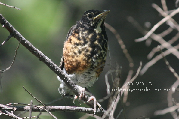Robin Fledgling