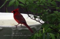 CardinalAtTheBath-sml_IMG_7804