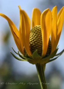 Coneflower