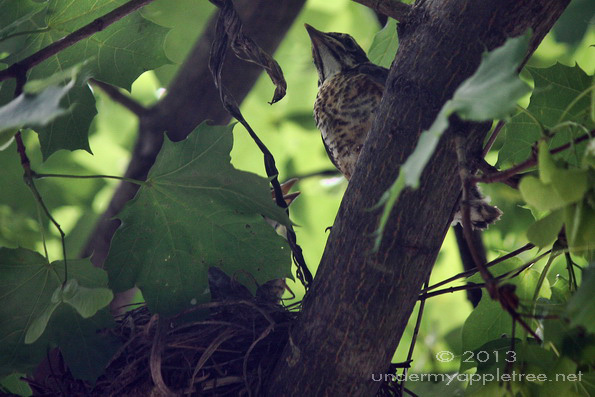 Fledgling Robin Leaving Nest