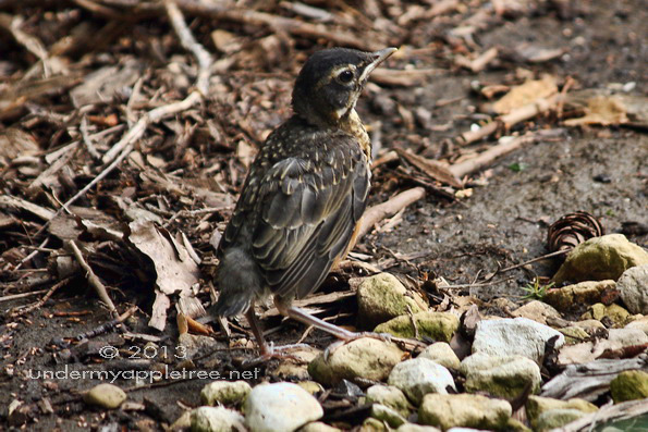 Fledgling Robin