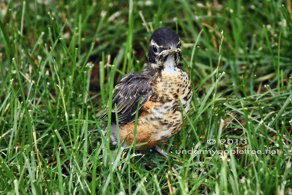 Fledgling Robin