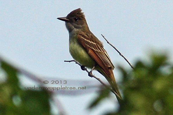 Great Crested Flycatcher Great Crested Flycatcher