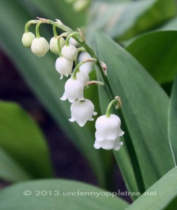 Lily of the Valley