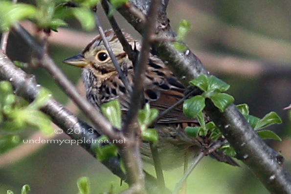 Lincoln's Sparrow