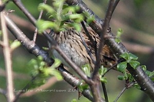 Lincoln's Sparrow