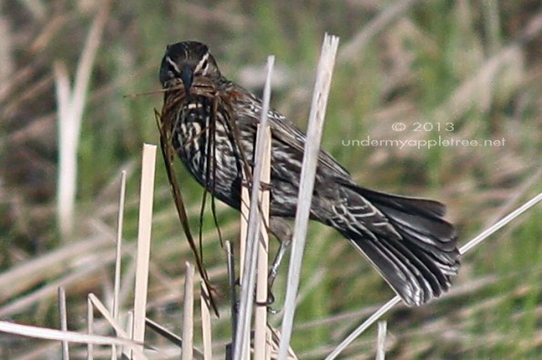 Female Red-winged Blackbird