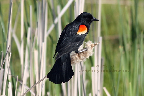 Male Red-winged Blackbird