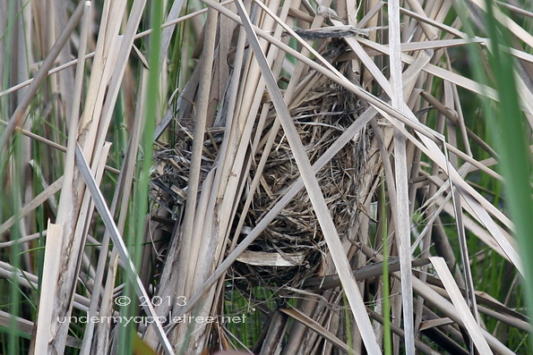 Red-winged Blackbird Nest