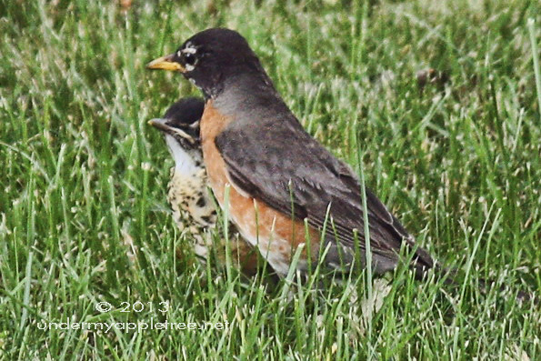 -RobinFledgling&Dad_IMG_8581