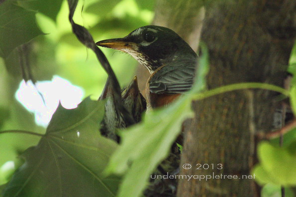 Robin's Nest in Maple Tree