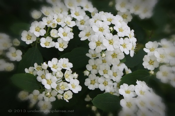 Spirea