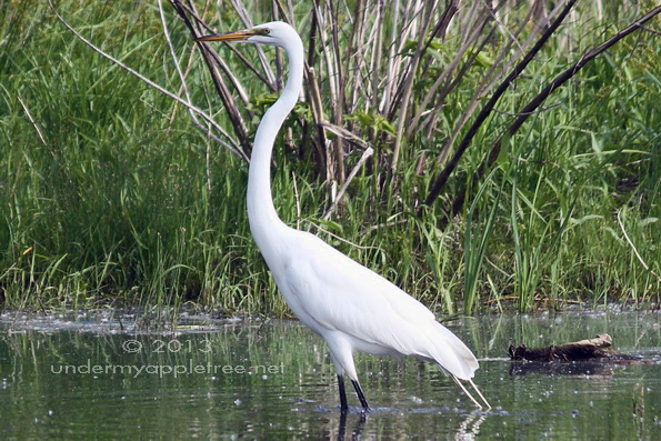 Great Egret