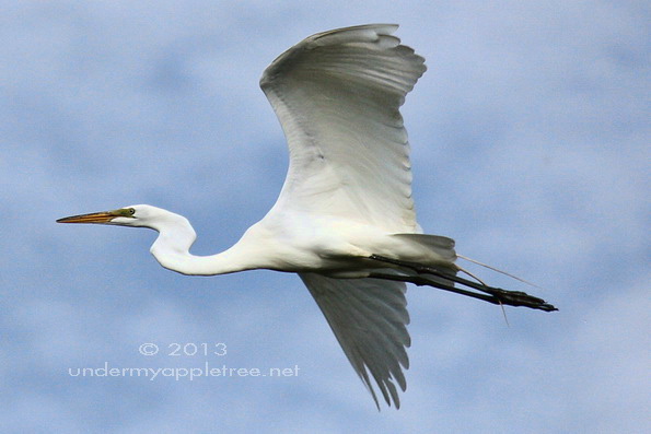 Great Egret