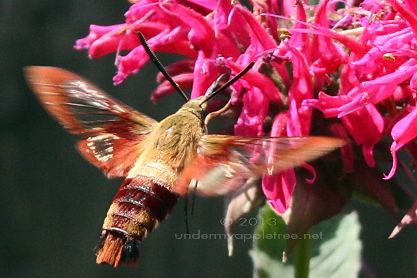 Hummingbird Moth