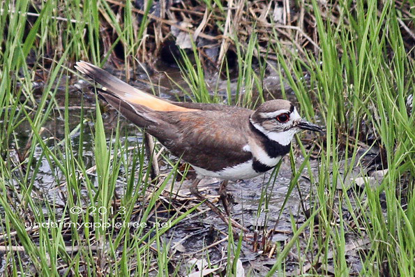 Killdeer