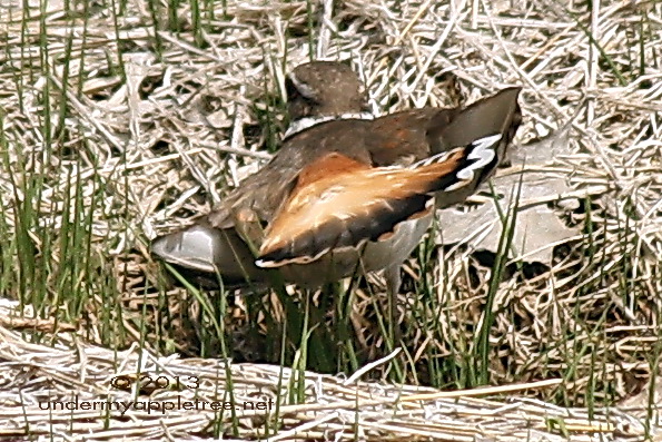 Killdeer - Wing Display