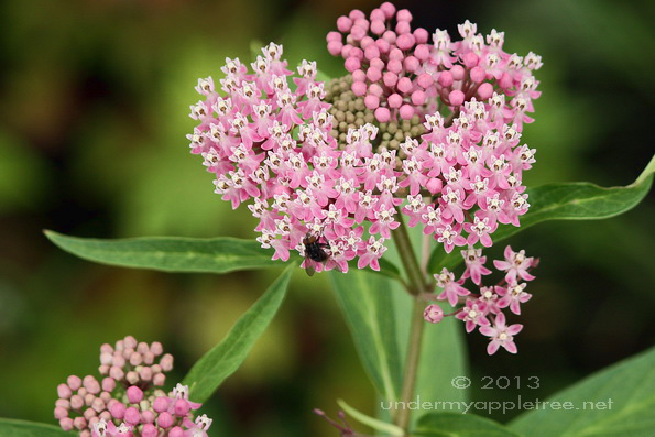 Milkweed