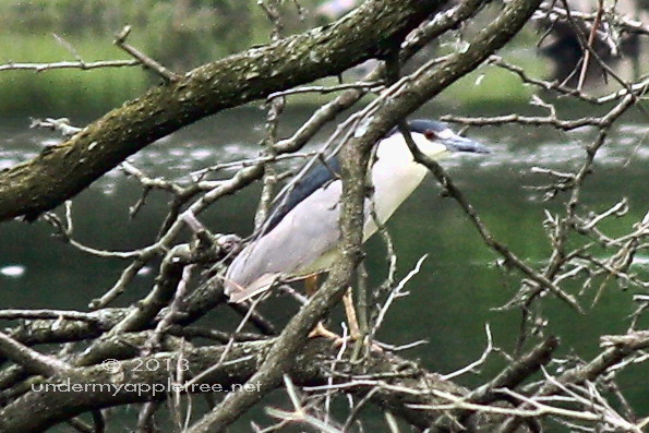 Black-crowned Night Heron