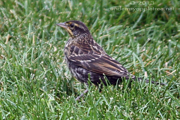 Juvenile Red-winged Blackbird