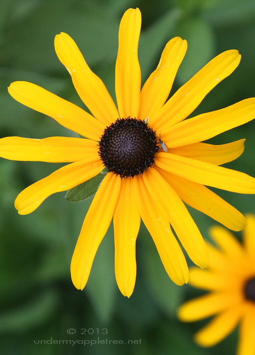 BlackEyedSusan_IMG_9545
