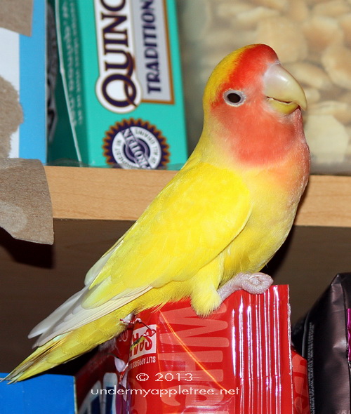 CharlieInCabinet_IMG_9470