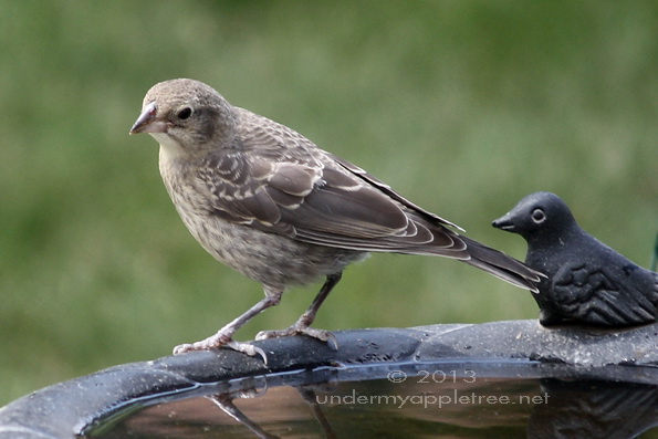 Juvenile Cowbird